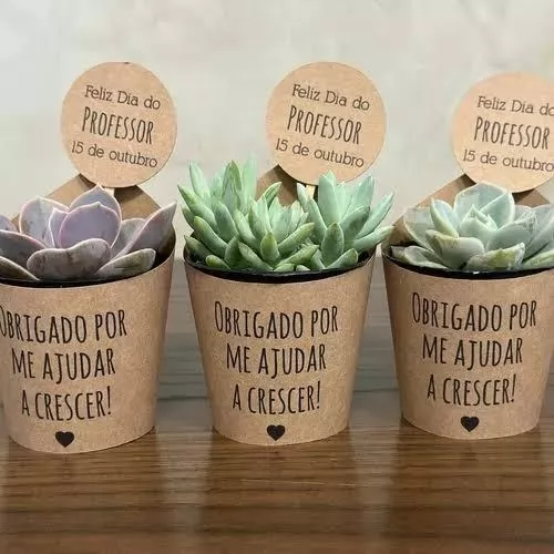 Suculenta embalagem em papel kraft